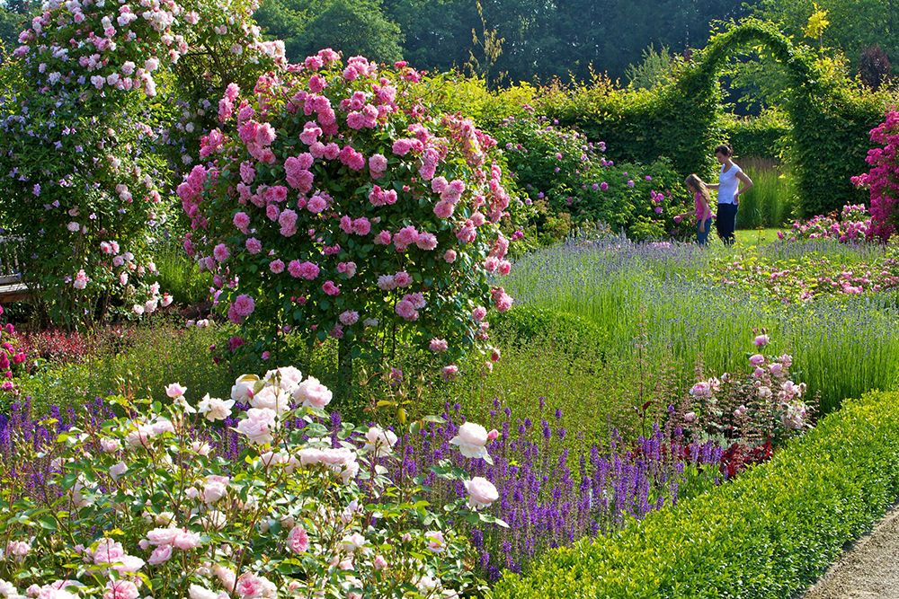 A lush garden near the hotel with blooming pink roses, purple flowers, green hedges and an arched trellis. In the background, two people stand enjoying the scenery - a perfect place for day trips.