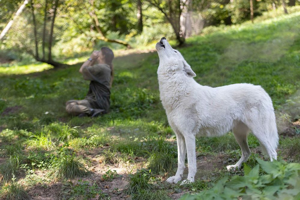 A white wolf howls in a meadow with trees near the hotel. A person in the background kneels down and howls as well.