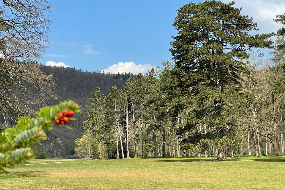 Üppiges grünes Feld mit verstreuten hohen Bäumen und einem Berg im Hintergrund unter einem klaren blauen Himmel. Im Vordergrund ist ein Zweig mit roten Beeren zu sehen.