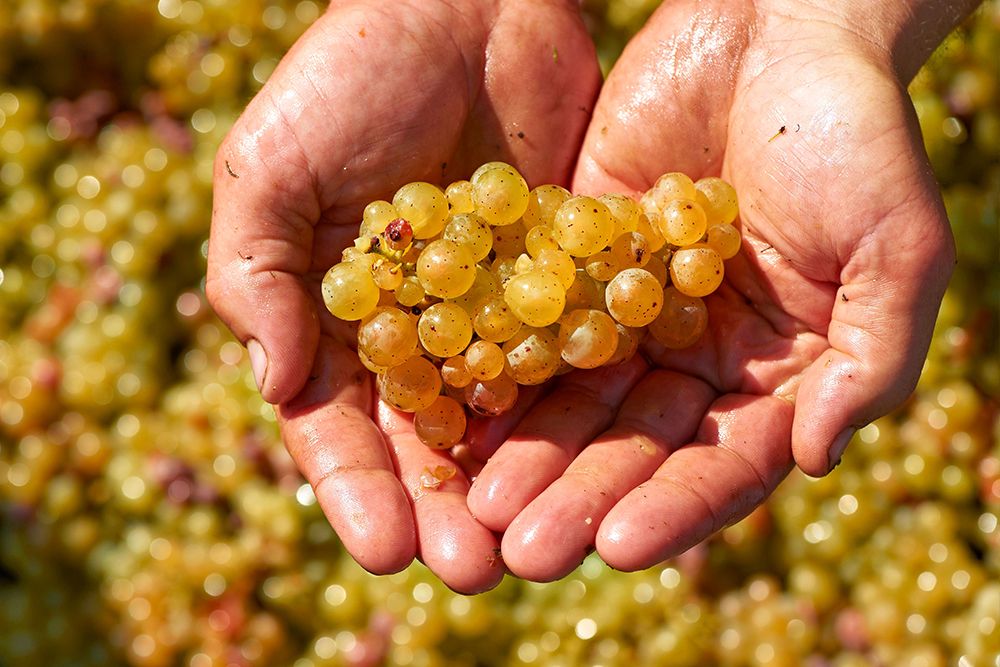 Zwei Hände halten eine Traube kleiner, runder gelber Weintrauben, die an die üppigen Weinberge des Saarlandes erinnern. Im Hintergrund sind weitere Trauben zu sehen, die auf die außergewöhnliche Qualität dieser renommierten Weingüter hinweisen.