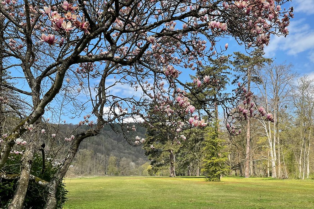 Blühende Magnolienzweige mit rosa Blüten im Vordergrund, vor einer Kulisse aus grünem Gras, hohen Bäumen und einem blauen Himmel mit vereinzelten Wolken.