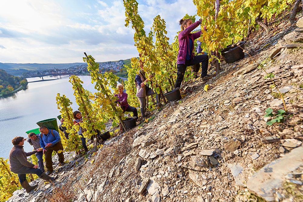 Menschen, die auf einem steilen Weinberg im Saarland Trauben ernten, blicken unter einem teilweise bewölkten Himmel auf einen Fluss und die Stadt und verkörpern die reiche Tradition der örtlichen Weingüter.