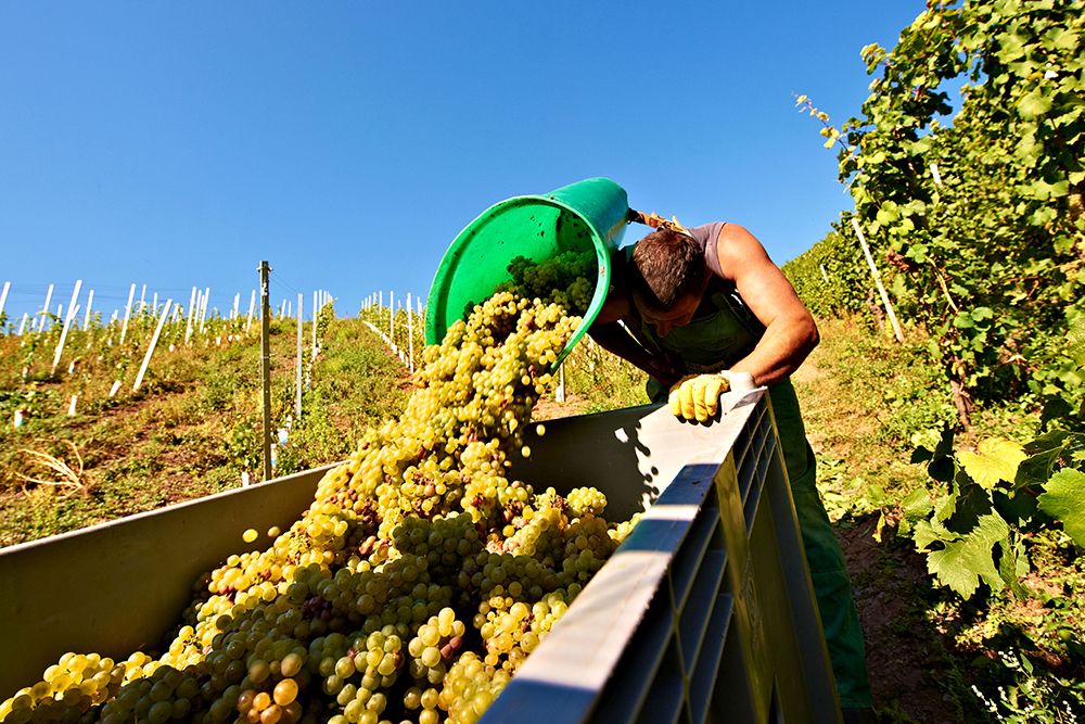 Unter dem klaren blauen Himmel leert ein Arbeiter bei einem Weingut im malerischen Saarland einen großen Behälter mit grünen Trauben in einen Container.