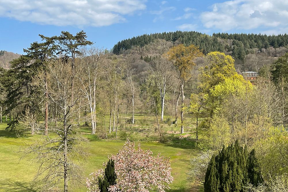 Eine malerische Aussicht auf eine Graslandschaft mit vereinzelten Bäumen, einige davon mit Blüten, unter einem teilweise bewölkten Himmel. Im Hintergrund ist ein bewaldeter Hügel zu sehen.