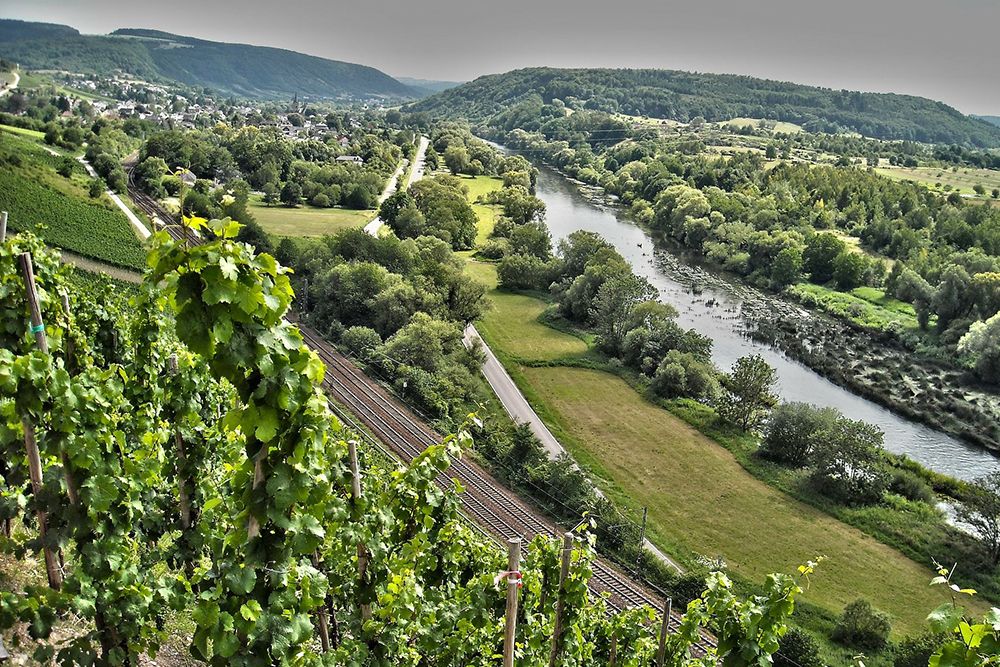 Vineyard on a slope with a view of a river, green fields and hills in the distance. Road and railway tracks run parallel to the river.
