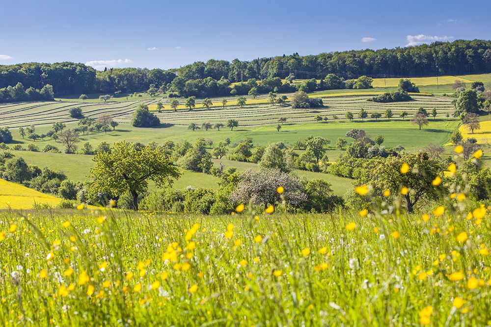 Rolling hills with green fields and yellow wildflowers under a clear blue sky, lined with a row of trees in the distance.