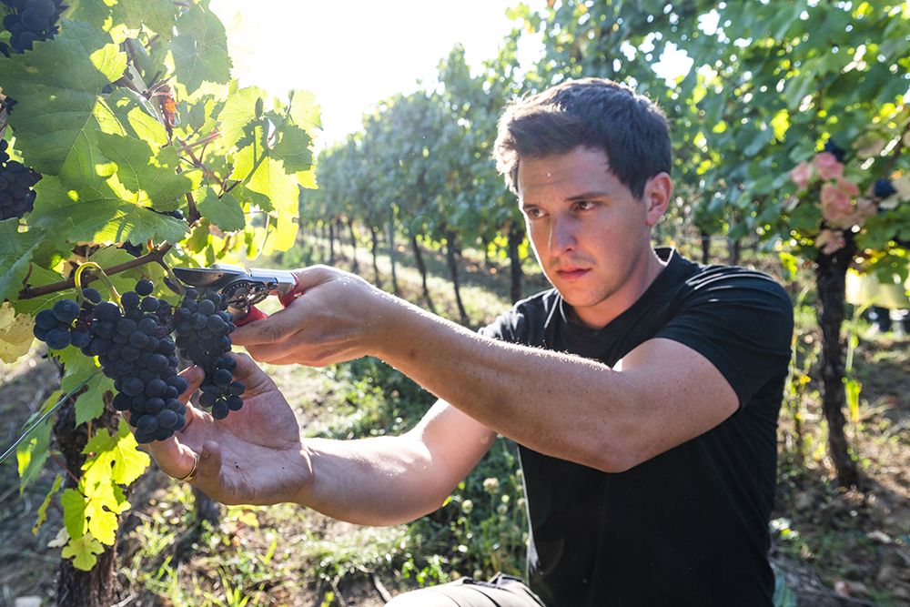 In den Weinbergen des Saarlandes erntet ein Mensch, umgeben von üppigem Grün und Sonnenlicht, mit der Rebschere die Trauben und stellt erlesene Weine her.