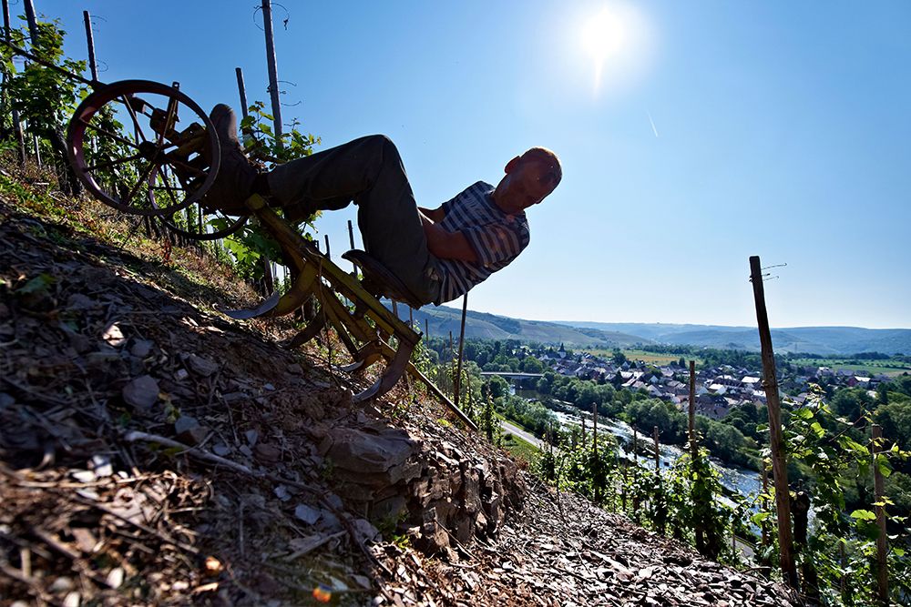 Unter klarem, blauem Himmel bedient eine Person an einem steilen Hang einen Weinbergfräse von Hand. Im Hintergrund ist eine Stadt im Saarland zu sehen, in der eines der renommiertesten Weingüter der Region ausgestellt ist.